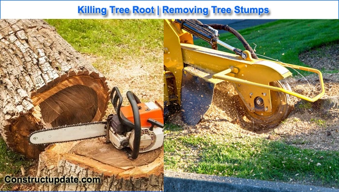 kill a tree roots